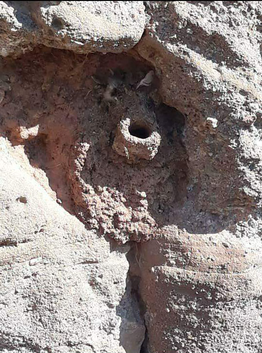 اشیانه پرنده